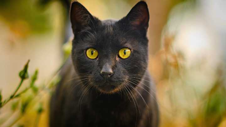 Peligro en Halloween: los gatos negros y blancos necesitan protección