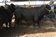 Subastan 185 sementales bovinos de registro en la Feria Tamaulipas 2025