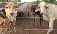 Detectan nuevo caso de gusano barrenador en el ganado en el estado mexicano de Nuevo León
