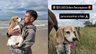 Aaron Ramsey Aumenta a Más de 367 Mil Pesos Recompensa por Perrita "Halo"; Hará Búsqueda Masiva