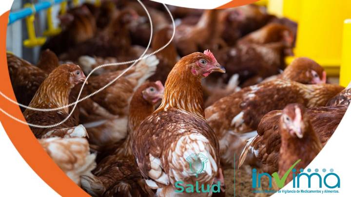Colombia logra, por primera vez, exportar pollo a Japón; estas son las expectativas del sector avícola