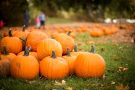 Festivals, costume contest: 4 Lake Houston