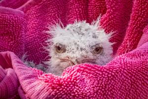 Muppet-like chicks hatch at sanctuary