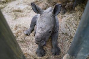 Birth of extremely rare white rhino caught on camera