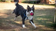 Los perros piensan en “lo que se hace” con un objeto, no solo en “cómo se ve”