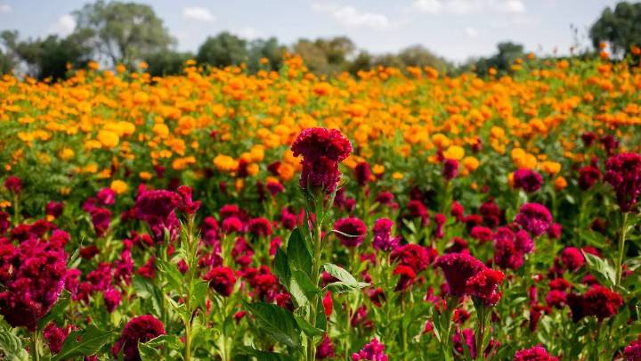 4 tipos de flores que visten los altares de Día de Muertos en la Huasteca potosina