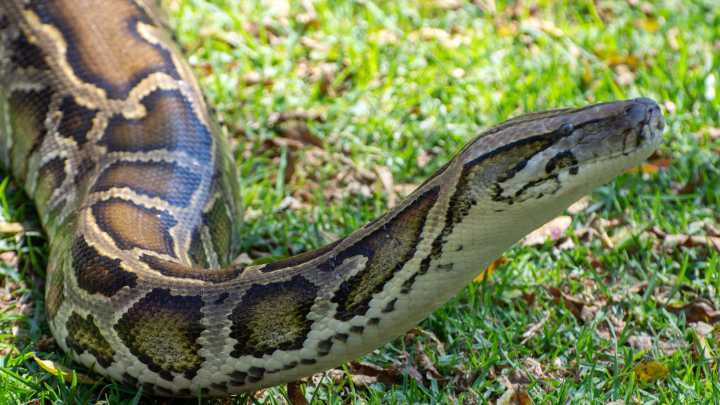 Florida snake-filled lakes are in these places. Any near you?
