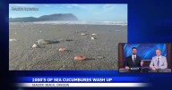 Sea cucumbers blanket Seaside Beach due to unusual conditions