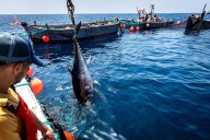 La Secretaría de Pesca maneja una subida máxima del 19% para las capturas de atún que decida el Iccat