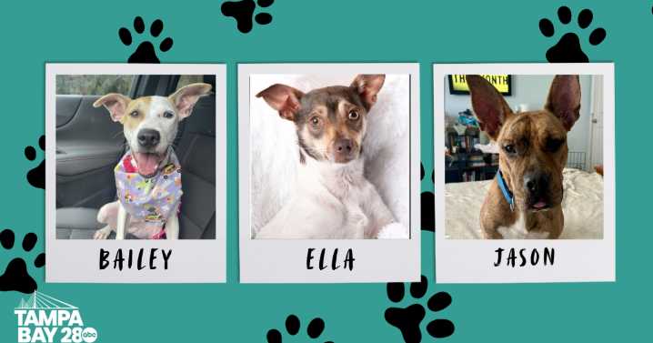 Rescues in Action: Ella, Bailey and Jason
