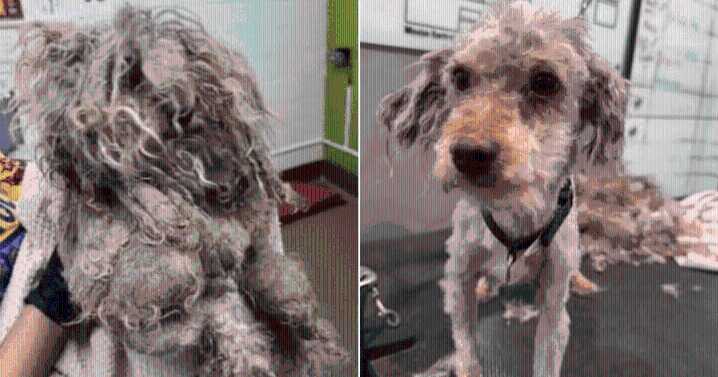 Dog’s Matted Fur Froze His Tail in Place Until Rescuers Set Him Free