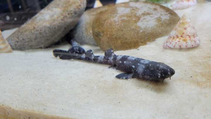 Ever wanted to name a shark? Gulfport’s IMMS is offering the chance