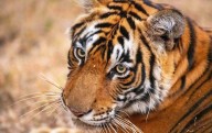 Tiger kills man in village of Mysuru district