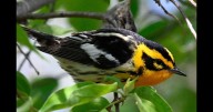 Ten warblers you can identify here in the Capital Region