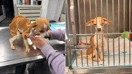 Malnourished Puppy Discovered In New York Apartment Hallway Begins Her Fight For Survival