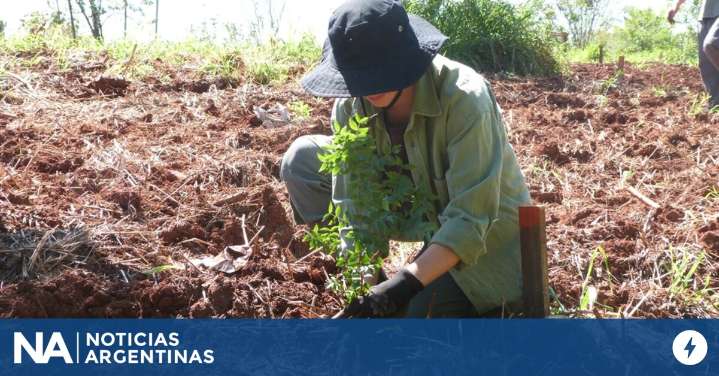 Plantan 100.000 árboles nativos en Misiones para restaurar un ecosistema amenazado