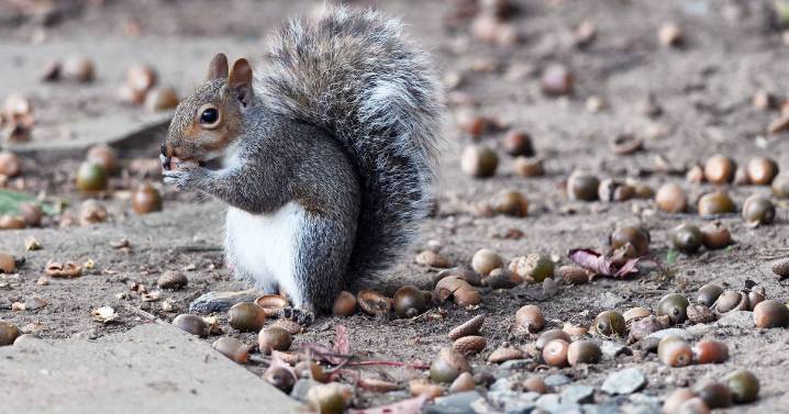 Reason there are so many acorns in the UK this autumn and what it means for wildlife
