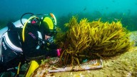 Científicos alertan de la burocracia que bloquea los proyectos de restauración de los océanos