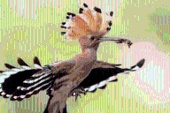 Biodiversity is our most sophisticated information network and must be protected (commentary)
