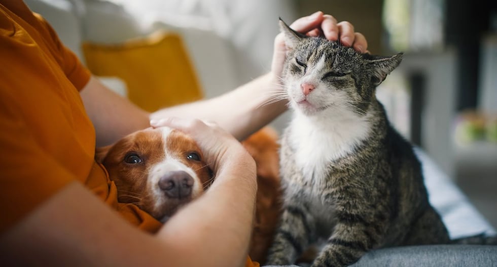 Por qué esterilizar a perros y gatitos