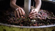 Viticultores de California abandonan viñedos por alza de costos y poca demanda