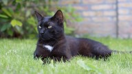 Terrassa prohíbe adoptar gatos negros hasta después de Halloween