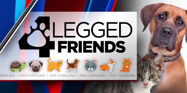 4 Legged Friends