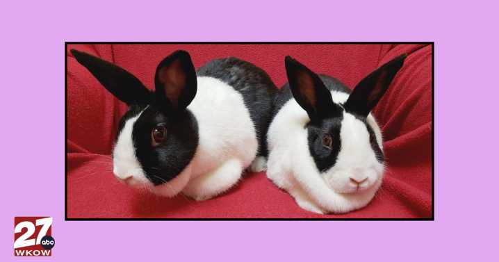 Pet(s) of the Week: Meet Cookie and Candy!