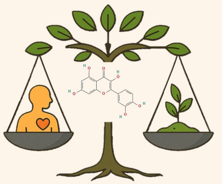 De la defensa vegetal a la salud humana: El caso de la quercetina