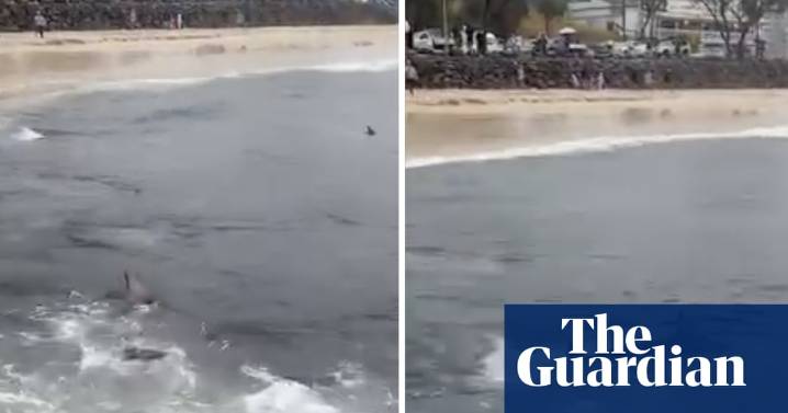 Shark feeding frenzy off popular Australian surf beach captured in chilling footage