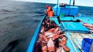 La pota impulsa la economía de Piura, pero enfrenta desafíos ante el cambio climático