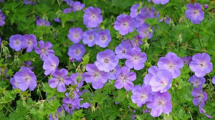 15 Purple Perennials To Plant In Fall To Enjoy Year After Year