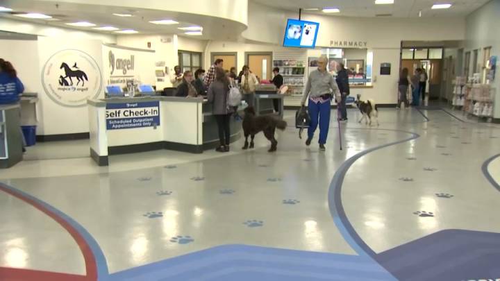 MSPCA Angell’s new pathology lab opens in Boston