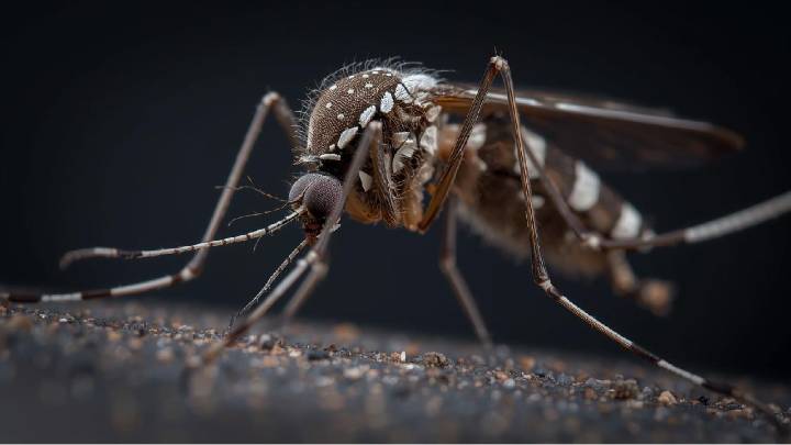Tamil Nadu sounds dengue alarm: ‘Red Alert’ issued for Chennai, Tiruvallur, and Coimbatore