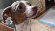 Alabama Dog Missing For Months Reappears At Shelter Where Her Owner Volunteers