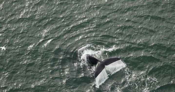 North Atlantic Right Whales see slow population growth