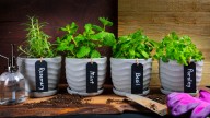 15 Herbs In Your Garden That Benefit From Coffee Grounds (And 10 That Don't)