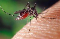 Nación prevé nuevo envío de vacunas contra la fiebre amarilla a provincias de riesgo