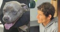 Detienen a hombre que golpeó a perrita en San Miguel