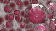 Descubren una nueva forma de producir células sanguíneas humanas en laboratorio