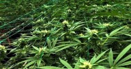 Santa Barbara County reports continued decline in cannabis tax revenue