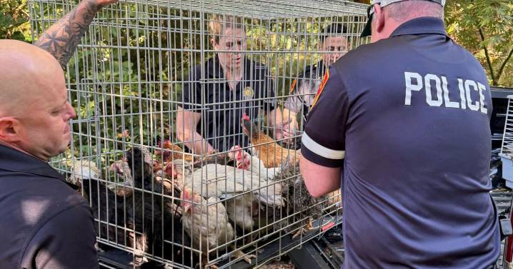 Dozens of ailing animals found in New York home where elderly woman was 'trapped' by debris