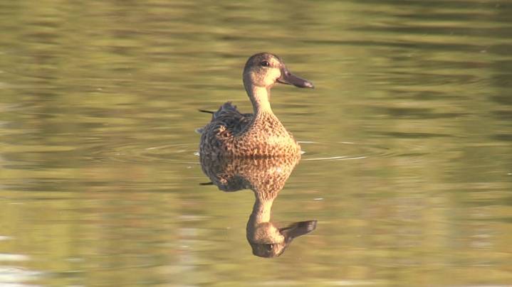 Richard Moore Outdoor Report: Wildlife Reflections