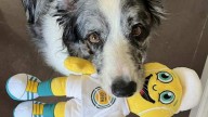 Nuevos hallazgos sobre la inteligencia de los perros aplicada al lenguaje