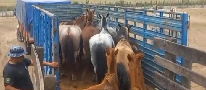 Rosario de Lerma: Incautaron 11 caballos que estaban sueltos