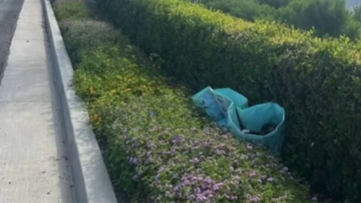 A Dog Walker In California Responds To Cries That Begin A Journey To Reunite A Family