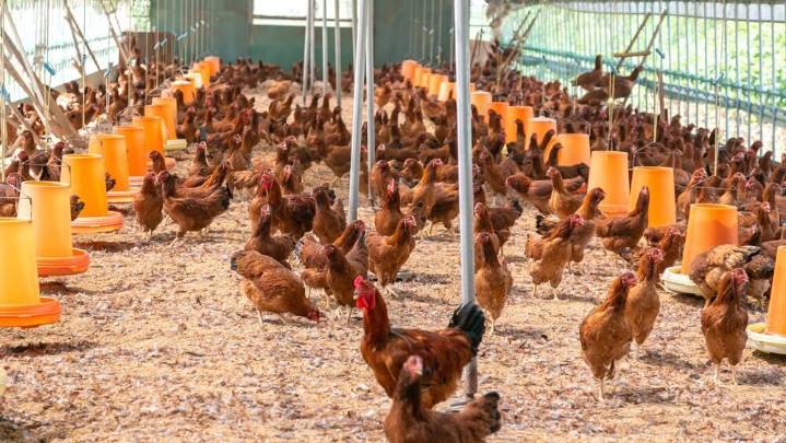 Detectado un foco de gripe aviar en una explotación de gallinas ponedoras de Yeles
