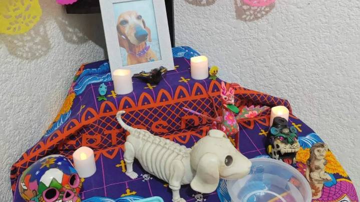 Familias recuerdan a sus mascotas con altares; esperan llegada de sus almas el 27 de octubre