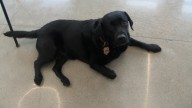 West Fargo firefighters uses trained dog to pinpoint fire origins