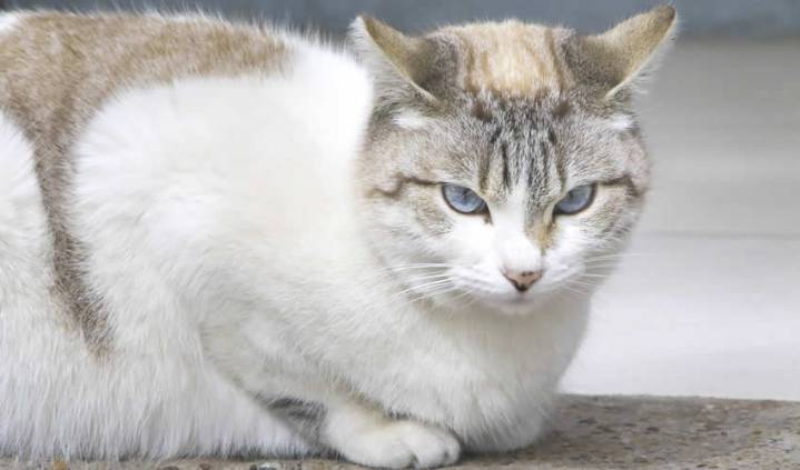 Futuros Veterinarios de la UAA Colaboran en Campaña de Bienestar Animal con Servicios Gratuitos